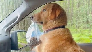 FUNNIEST ANIMAL VIDEOS will make you LAUGH YOUR HEAD OFF 🤣 [upl. by Damalis801]