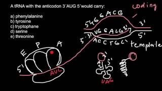 Codon vs Anticodon [upl. by Atinrahs941]