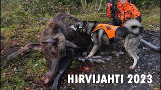 HIRVIJAHTI 2023  MOOSEHUNT 2023 [upl. by Liek]