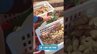 Pourquoi les Chinois plantent ils des poissons [upl. by Stephana]