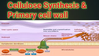 Cellulose Synthesis And Composition Of Primary Cell Walls  Part A 1 Lecture no  7 [upl. by Yesac]