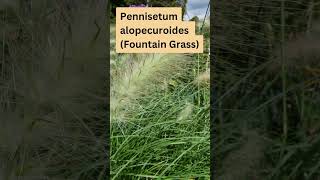 Pennisetum alopecuroides Fountain Grass [upl. by Nnahoj209]