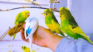 Budgie Sounds for Lonely birds to make them happy [upl. by Ainnos]