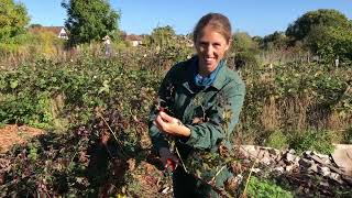 How to prune blackberries and tayberries and wineberries [upl. by Maroney]