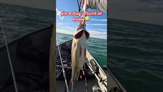 nice 2 ft drum ate a slug😂 bigfish googan fishing zman trending viralvideo sheepshead fish [upl. by Iclehc]