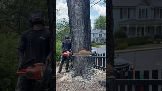 Dropping A Sugar Maple Pole With A Husqvarna 592 XP treelife arborist arbortec husqvarna [upl. by Nore]