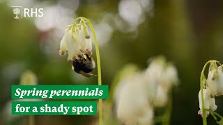 Spring perennials for a shady spot  The RHS [upl. by Merrill]