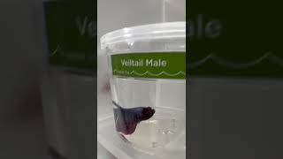 Elephant Ear Halfmoon King Butterfly amp Veiltail Betta Fish The Siamese Fighting Fish [upl. by Anerat]