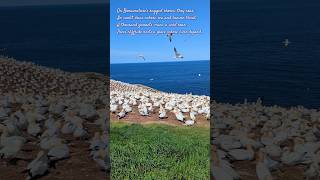 🪽The Northern Gannets of Bonaventure Island birdwatching wildlifewatching naturelovers [upl. by Poree]