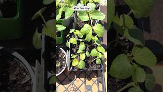 Fast and easy way to germinate vegetable seeds soaking seeds before planting [upl. by Booze568]