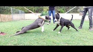 MIX CHIENS FORMATION EDUCATEUR CANIN  SYM DOG [upl. by James]