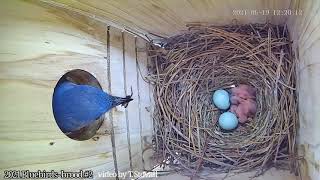 Bluebird nestcam  5 babies hatch [upl. by Hanyaz]