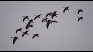 Wild Geese Flying [upl. by Acirt526]