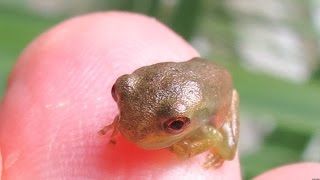 Cute Baby Tree Frogs [upl. by Britney530]