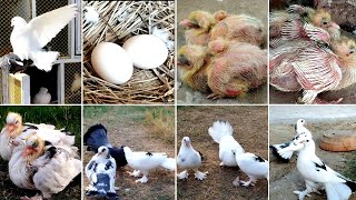 beautiful pigeons breeding ❤️  fantail pigeon baby growth video 🐣 [upl. by Rizzo]