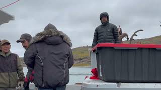 Caribou hunting down the bay amp looking for shed antlers [upl. by Er]