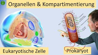 Kompartimentierung im Zytoplasma durch Zellorganellen  mit doppelter einfacher oder ohne Membran [upl. by Imugem]