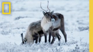 Life Below Zero Season 23  Official Show Promo  National Geographic [upl. by Naujad21]