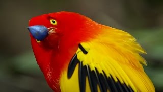 The Bowerbirds Grand Performance  Life Story  BBC Earth [upl. by Buehrer]