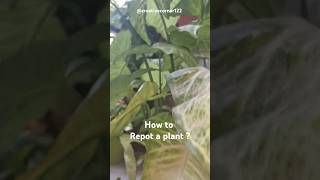 How to Repot a plant synonym  viralshorts trending garden plant repotting synonyms shorts [upl. by Ilram610]