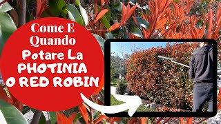 Photinia Red Robin  Come E Quando POTARE LA SIEPE Di Photinia [upl. by Theurich962]