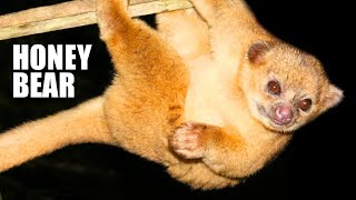 Kinkajou Facts the HONEY BEAR  Animal Fact Files [upl. by Ille551]