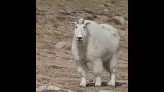 Mountain Goat on the Beartooth Highway [upl. by Donelu]