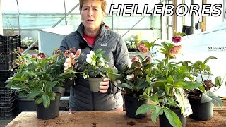 Hellebores For Your Winter Garden [upl. by Timofei624]