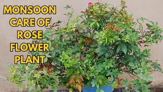 Monsoon care of Rose flower plant [upl. by Myo]