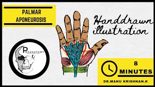 Anatomy  PALMAR APONEUROSIS  Dupuytrens contracture [upl. by Dewey882]