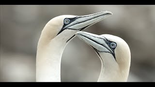 Gannet life in Newfoundland Canada [upl. by Neerihs]