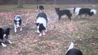 border collie walk [upl. by Lhamaj]