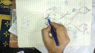 guyton chapter 52 last part visual contrast strabismus accommodation of eye horners syndrome [upl. by Erdreid]