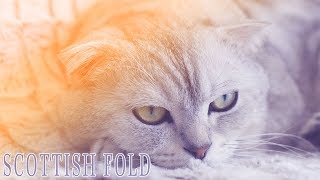 Ideal Companion Scottish Fold  Cat Breeding Videos [upl. by Adnowal379]