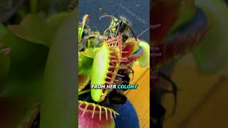 Queen Wasp vs Venus Flytrap [upl. by Rahab]