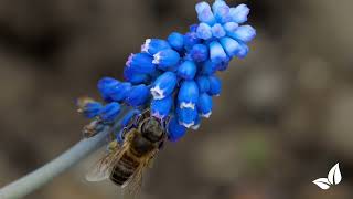 Muscari Armeniacum • Organifer [upl. by Hepzi]