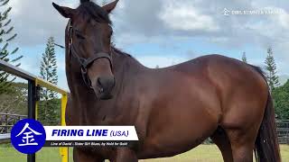 FIRING LINE Line of David  Sister Blues by Hold for Gold COOL SUMMER FARM FEATURED STALLION 2024 [upl. by Ioj]