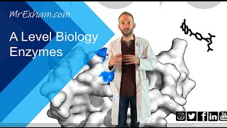 A Level Biology Revision quotThe Structure of Enzymesquot [upl. by Davida]