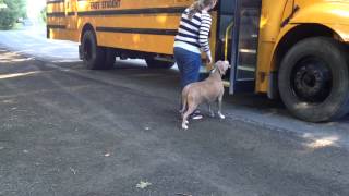 Lucas first day at Kindergarten getting on the bus [upl. by Inaej]