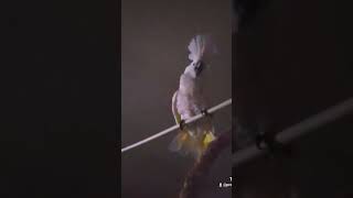 Barking Cockatoo wgrowl [upl. by Medrek]