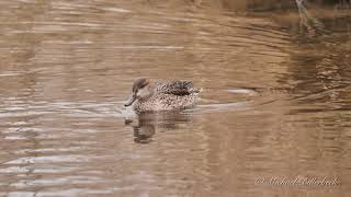 Eurasian Teal or Common Teal Anas crecca ♀  Krickente [upl. by Maiah]