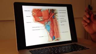 Vascular Anatomy 1 of 4 Carotid and Vertebrobasilar Systems  Head and Neck Anatomy 101 [upl. by Hunger]