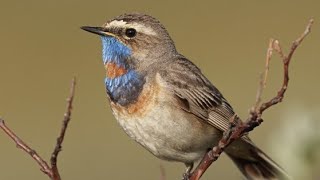 Singing Bluethroat 4K [upl. by Amann]