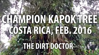 Champion Kapok Tree Costa Rica Feb 2016 [upl. by Mercier]