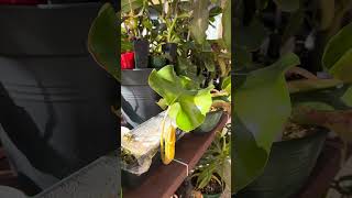 New Pitcher on my Nepenthes nepenthes carnivorousplants plants gardening nature [upl. by Garbe40]