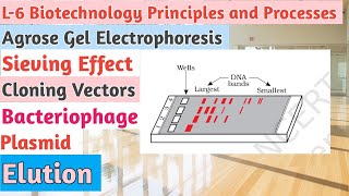 L6BiotechnologyPrinciples and ProcessesGel ElectrophoresisCloning VectorsPlasmidBacteriophage [upl. by Munn]