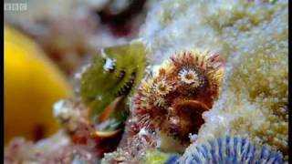 Coral reef wonderland  Wild Indonesia  BBC [upl. by Moselle]