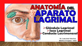 🥇 APARATO LAGRIMAL Glándula Lagrimal Fácil y Sencilla [upl. by Skurnik143]