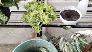 Repotting dan Memperbanyak Tanaman Scindapsus Pictus Exotica Scindapsus propagation and repotting [upl. by Noryk]