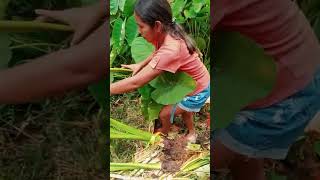 TODO SOBRE EL CULTIVO DE LA PITUCA Colocasia esculenta [upl. by Annhoj746]